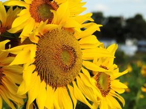 Alternativen zu ukrainischem Sonnenblumenöl flexibel deklarieren