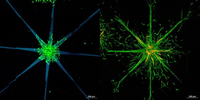 Controlling Cells with a Laser Beam - When biological tissue is created in the laboratory, nothing should be left to chance