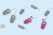 Illustration aus José Gomes et al., «Fluorescent Labeling Agents for Quorum-Sensing Receptors (FLAQS) in Live Cells» Chem. Eur. J. 2013, 19. Copyright Wiley-VCH Verlag GmbH & Co. KGaA. Reproduced with permission.