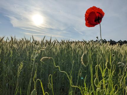UN-Bericht: Getreidepreise auf Weltmarkt im Mai gestiegen