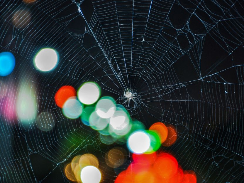 Innovation spins spider web architecture into 3D imaging