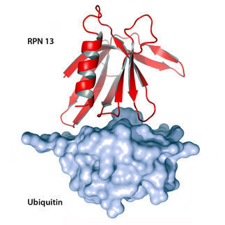 RPN13-Ubi