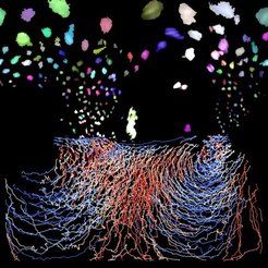 Weltkarten des Lebens in Echtzeit