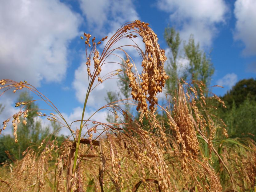 Hirse in der Bronzezeit: Ein Superfood erobert die Welt - Forschungsteam der Universität Kiel hat Ausbreitung des Getreides von Ostasien nach Mitteleuropa im Detail rekonstruiert