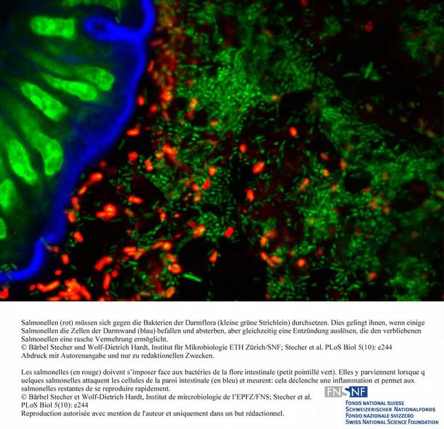 © Bärbel Stecher und Wolf-Dietrich Hardt, Institut für Mikrobiologie ETH Zürich/SNF