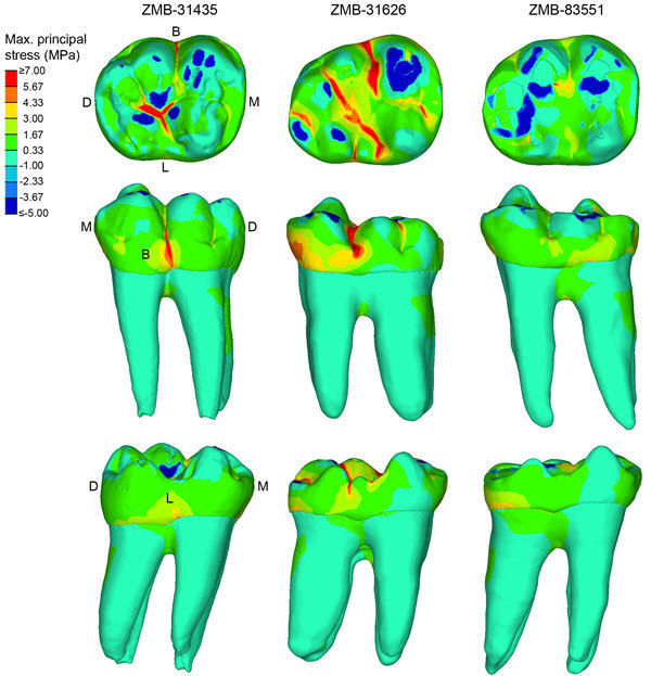 © MPI f. Evolutionary Anthropology