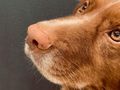 Hunde können Long-Covid-Patienten erkennen