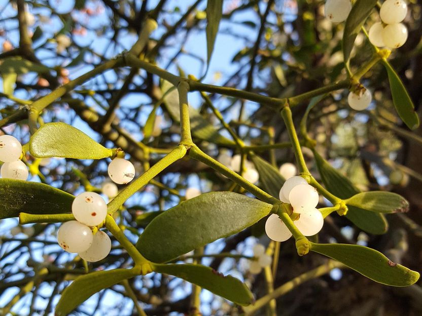 Mistletoe Berries, Mistletoe Seeds, White Berries on Mistletoe, White Berry  Seed on Mistletoe 