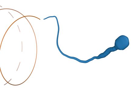 Das Navi im Spermienschwanz: Proteine im Zick-Zack-Muster halten Spermien auf Kurs
