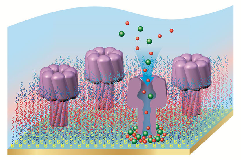 Grafik aus: X. Zhang et al., Sci. Rep. 3, 2196; doi: 10.1038/srep02196, Nature Publishing Group, reproduced with permissio