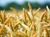 Le prix du blé tombe à son plus bas niveau depuis quatre mois