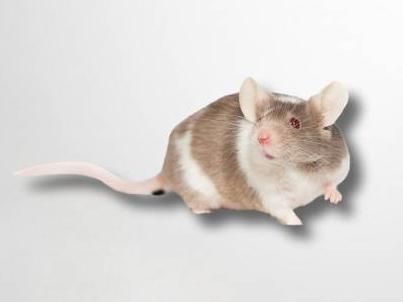 Mass spectrometry-based draft of the mouse proteome