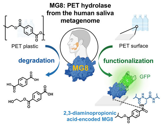 New PET Hydrolase - Enzyme in salivary microbes decomposes PET-based plastics