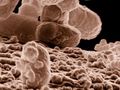 Wie Bakterien an Zellen andocken: Basis für die Entwicklung einer neuen Klasse von Antibiotika