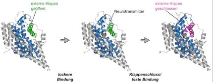 Transport von Botenstoffen im Gehirn entschlüsselt