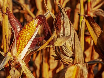 NextVegOil produziert Palmöl-Ersatz aus Maisabfällen