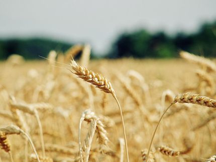 Global wheat production can be doubled