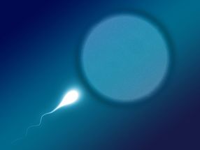 Sperm are masters of tetris packing