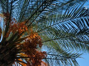 Ohne Palmöl läuft kaum etwas