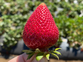 Strawberries are good models for pollination research because their seeds are embedded on the fruit's surface, allowing researchers to observe them more easily.