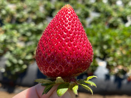 Les fraises sont de bons modèles pour la recherche sur la pollinisation car leurs graines sont incrustées à la surface du fruit, ce qui permet aux chercheurs de les observer plus facilement.