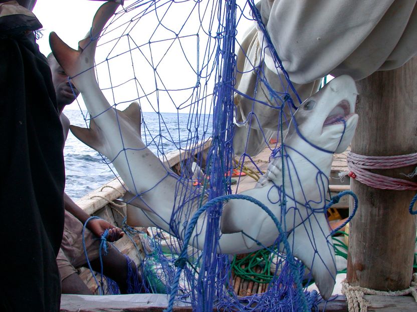 WWF warnt vor verstecktem Haifleisch - Fischprodukte in Restaurants und auf Märkten oft falsch deklariert