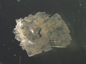 Endstation Tiefsee: Mikroplastik belastet Meeresgrund noch stärker als angenommen
