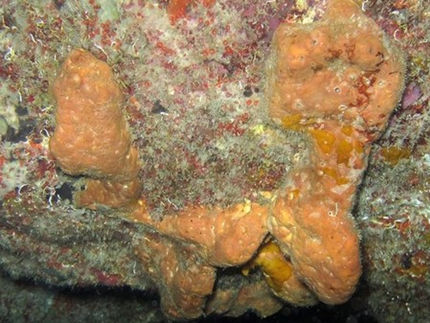 Neuartige Verbindungen, die in Meeresschwämmen entdeckt wurden, können arzneimittelresistente Bakterien abtöten