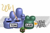 Protein team produces molecular barrels