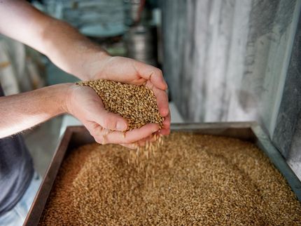 Brauer fürchten Gasengpass - kein Malz, keine Flaschen