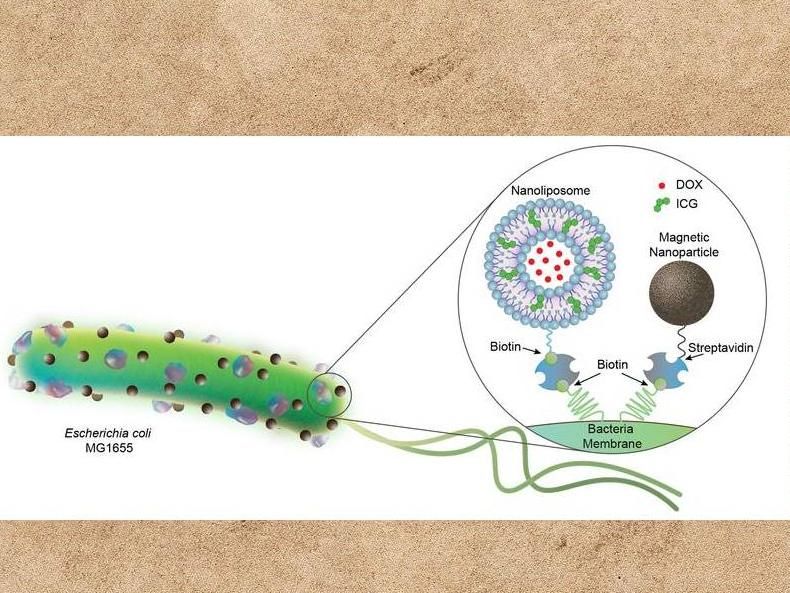 Akolpoglu et al., Sci. Adv. 8, eabo6163 (2022)