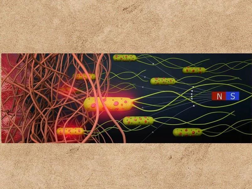 Akolpoglu et al., Sci. Adv. 8, eabo6163 (2022)