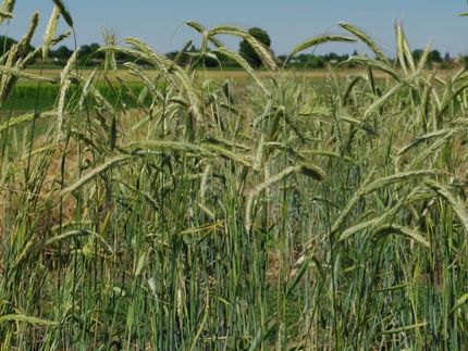 A history of rye: How early farmers made plants genetically less flexible