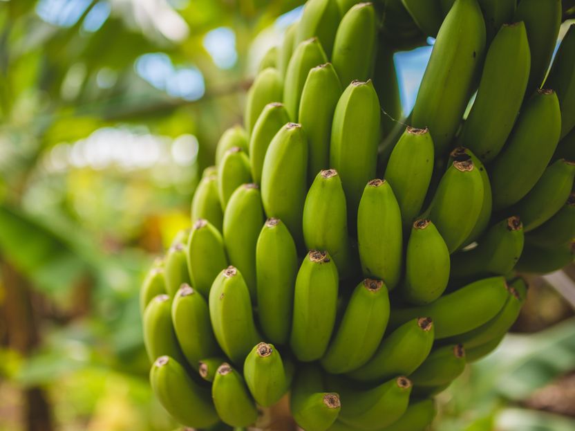 First trial to prove a diet supplement can prevent hereditary cancer - Could a banana a day keep the cancer doc away?