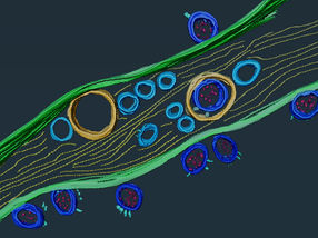 SARS-CoV-2-Viruspartikel (in dunkelblau) innerhalb und auf der Oberfläche eines Nanoröhrchens. Kryo-Elektronentomographie-Bilder, segmentiert mit der Software Amira.