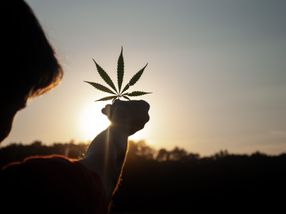 Starkes Cannabis wird mit Sucht und psychischen Problemen in Verbindung gebracht
