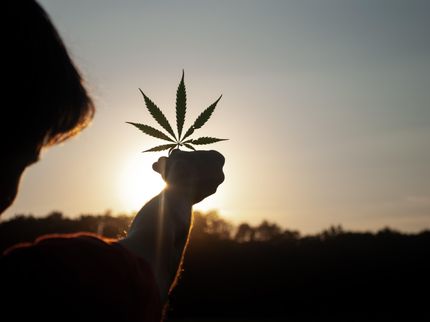 El cannabis de alta potencia se relaciona con la adicción y los problemas de salud mental