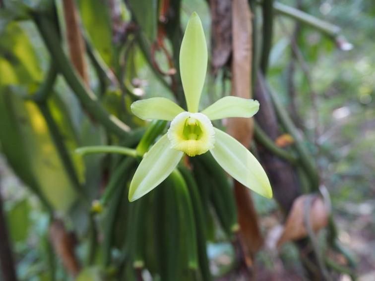 Sustainable vanilla cultivation on fallow land