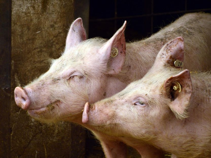 Haltungskennzeichnung für Schweinefleisch kommt voran - Deutsche Umwelthilfe fordert mehr Tempo und Nachbesserung der Haltungsstufen