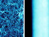 Links: Rasterelektronenmikroskopische Aufnahme des CuNW-Netzwerks auf einer mit Kupfer besprühten Oberfläche. Rechts: Nahaufnahme eines CuNW-Nanodrahtes mit einem Durchmesser von etwa 60 nm, etwa 100-mal kleiner als ein menschliches Haar.