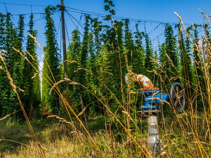 Hop acreage continues to increase, market oversupplied