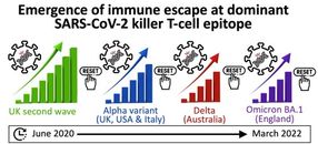 Studie identifiziert SARS-CoV-2-Spike-Mutation, die den durch Infektion und Impfung erzeugten Killer-T-Zellen entgeht