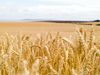 Plus de blé pour la sécurité alimentaire mondiale