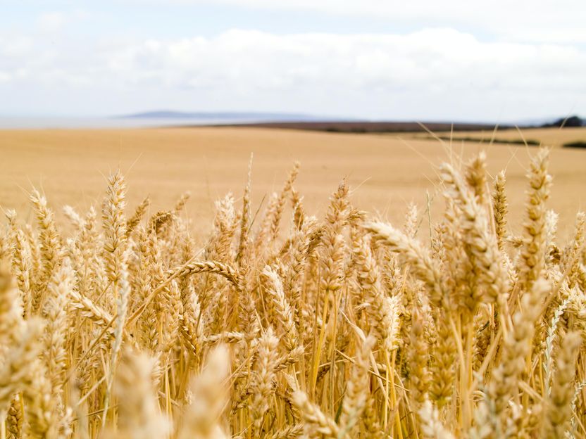 Plus de blé pour la sécurité alimentaire mondiale - Utilisation d'un potentiel génétique important pour des rendements plus élevés