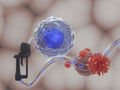 Illustration: Wenn T-Zellen (blau-weiße Kugel) Energie in Form von Ketonkörpern (blau) tanken, können sie schlagkräftiger gegen Viren vorgehen.