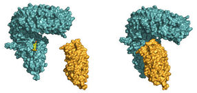 Atomic insights into plant growth