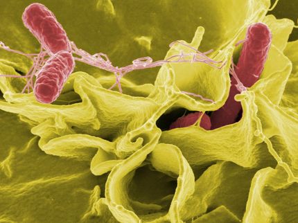 Oil-based systems show promise for eradicating salmonella on food production machinery