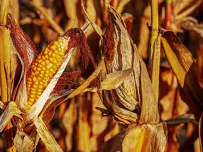 Erste Maisbestände vertrocknet – Ernte gestartet