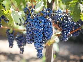 Premature grape harvest in France because of heat