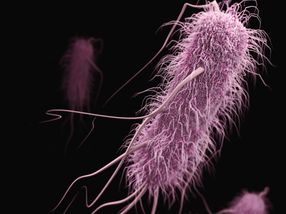 New drug candidate fights off more than 300 drug-resistant bacteria